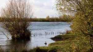 a flock of seagulls standing next to a body of water