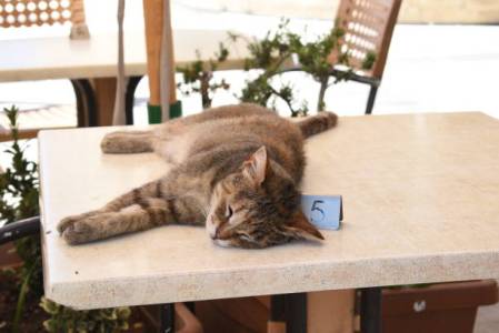 a cat lying on top of a wooden table